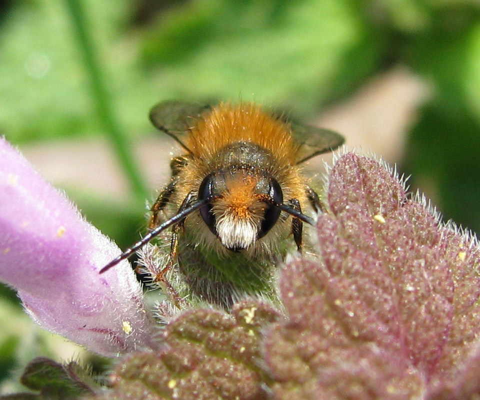 Apidae: Xylocopa iris maschio e maschi di Osmia sp.